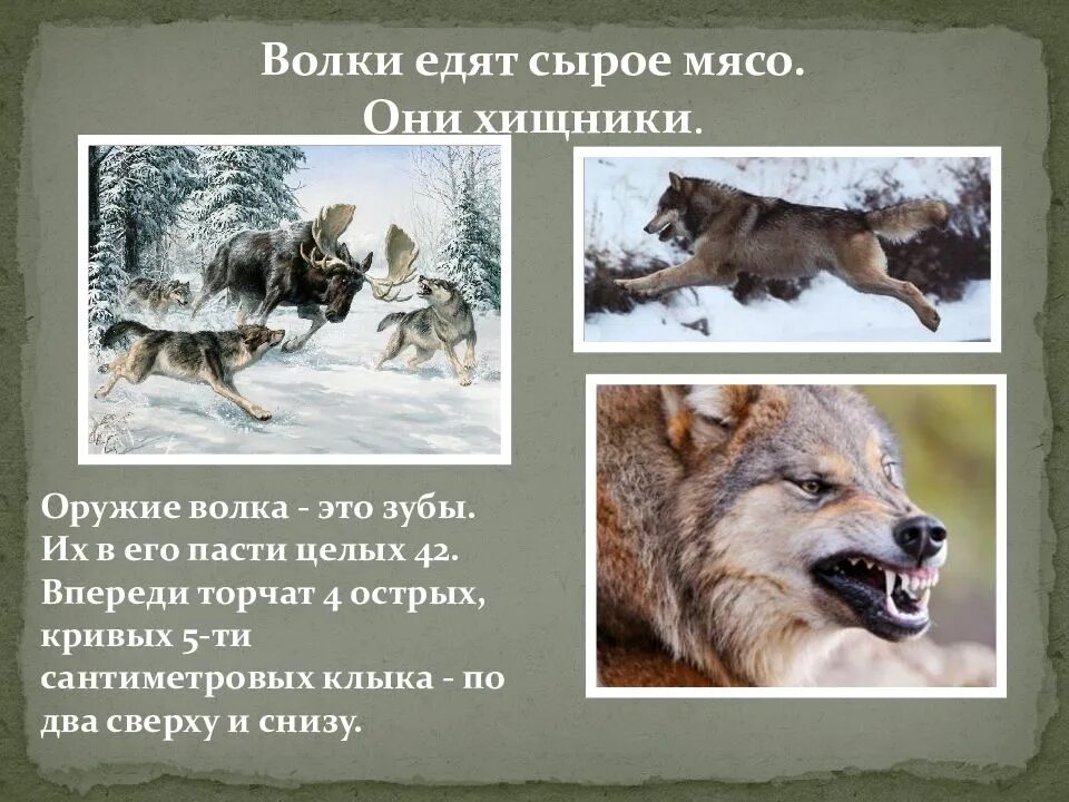 Почему волк называется волком. Презентация на тему волк. волк санитар. волки лесные санитары.