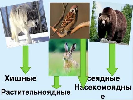 Хищные животные 3 класс окружающий мир