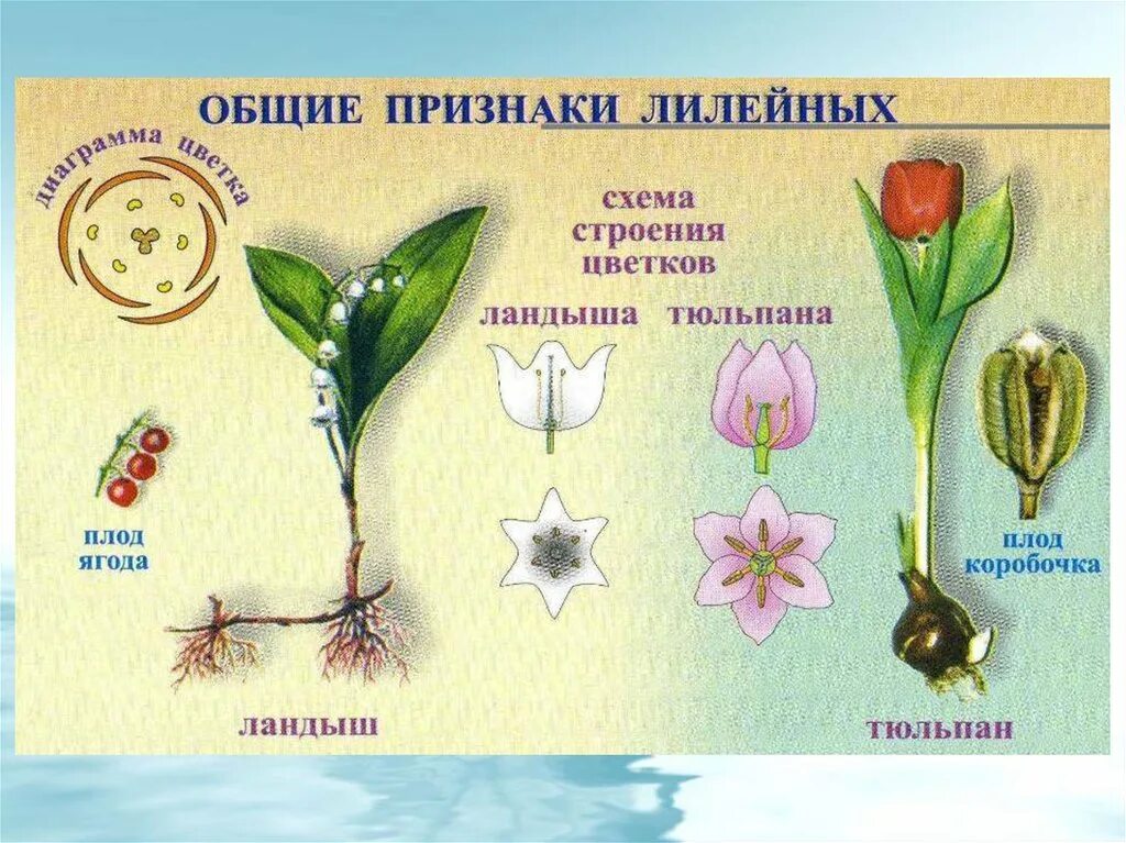 Царство лилейные. Пищевые растения семейства лилейные. Семейство ландышевые и лилейные. Представители линейных. Ядовитые лилейные растения.