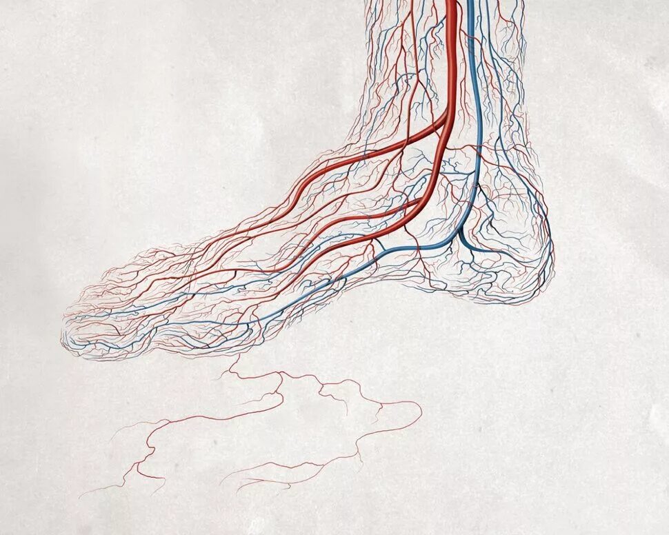 Arteria femoralis анатомия. Снимок кровеносных сосудов. Good vein. Внутренняя яремная вена топография. Кубитальная вена верхней конечности.