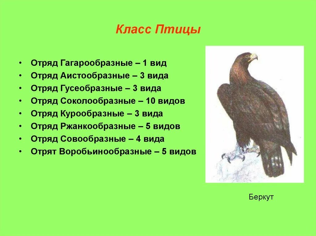 9 отрядов птиц. Отряды птиц. Класс птицы. Класс птицы отряды птиц. Название отрядов птиц.