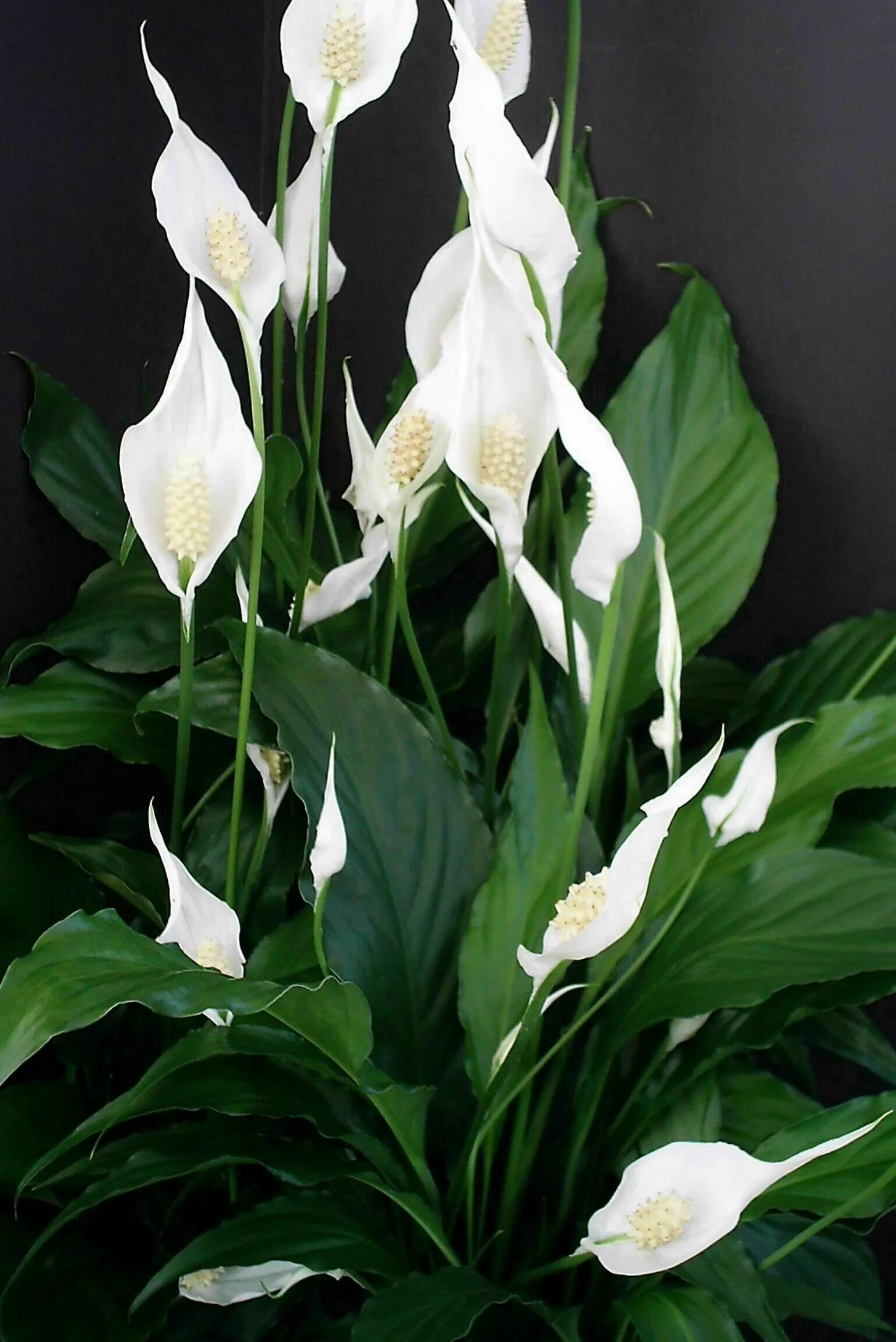 Комнатный цветок с белыми цветами название. Спатифиллум Уоллиса (Spathiphyllum wallisii). Спатифиллум Пикассо.