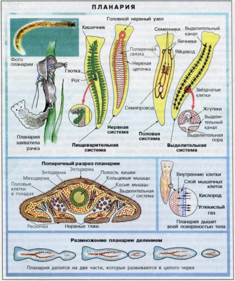 Плоский червь какой тип. Системы органов планарии. Пищеварительная система плоских червей. Схема строения планарии. Схема пищеварительной системы планарии.