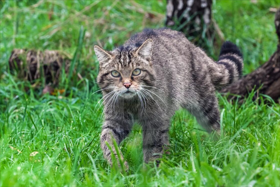 Дикие кошки котов. Шотландская Дикая Лесная кошка. Европейский Лесной кот камышовый. Кот дикий Лесной камышовый Амурский. Кавказский Лесной кот.