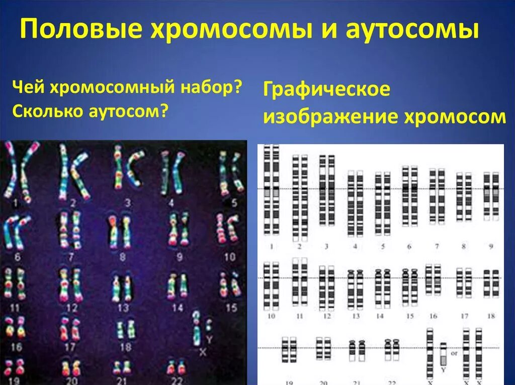 Сколько аутосом содержится у человека. Набор хромосом у человека. Половые хромосомы. Аутосомы и половые хромосомы. Половые хромосомы в кариотипе.