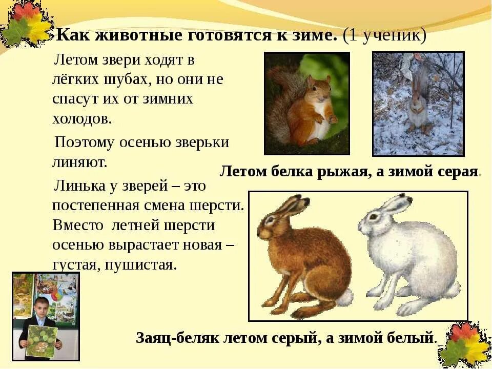 Как животные определяют время. Как животные готовятся к зиме. дикие животные готовятся к зиме. как звери готовятся к зиме. как гатовится звере к земе.