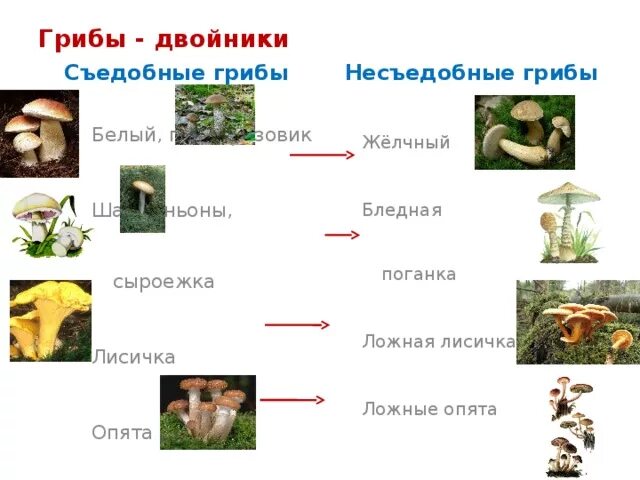 Книга зеленые страницы текст коварные двойники. Грибы двойники съедобные и несъедобные. Несъедобные грибы двойники. Грибы двойники лисички. Грибы двойники сыроежки.