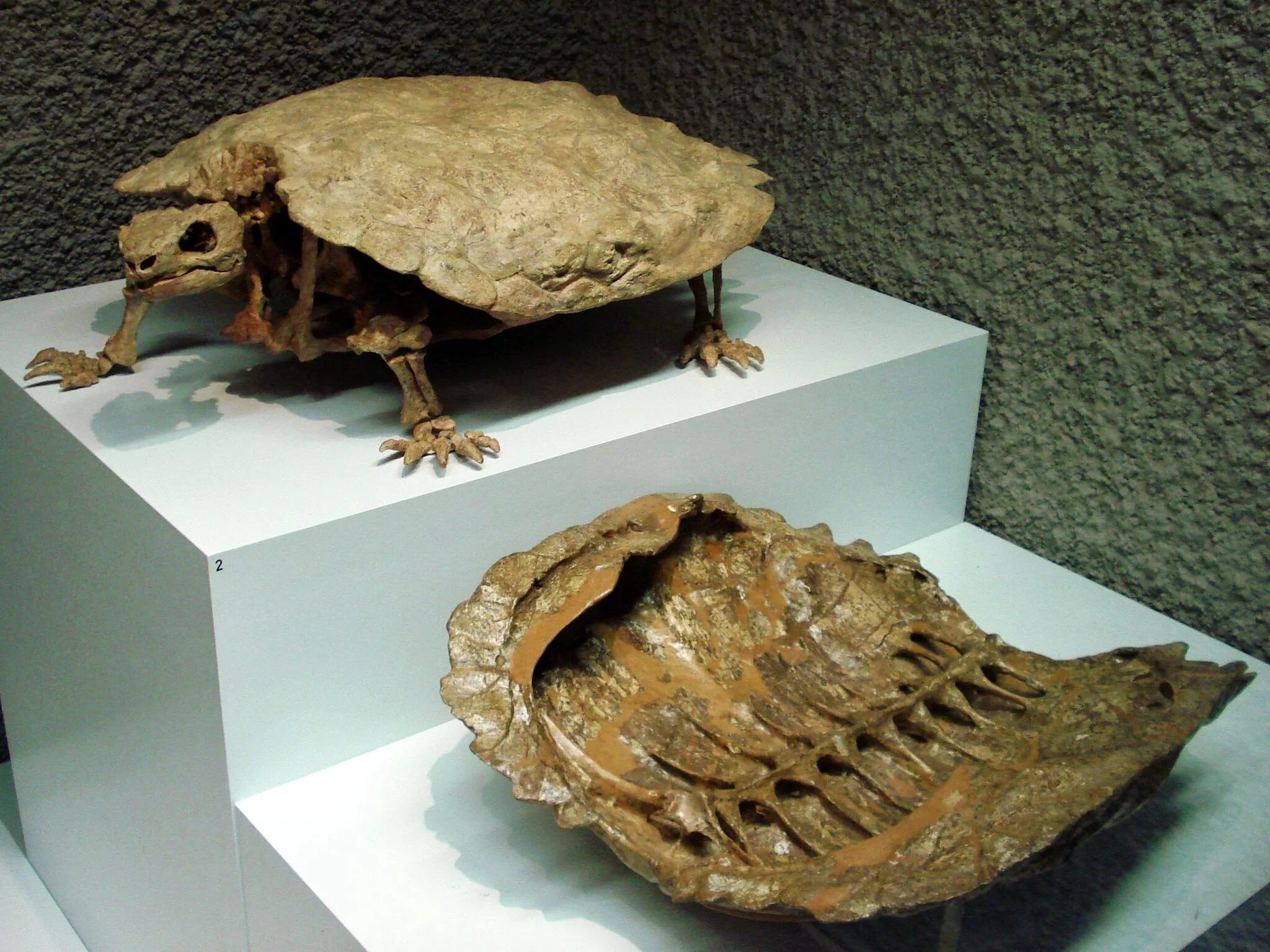 Proganochelys quenstedti. Проганохелис черепаха. Триасохелис черепаха. Проганохелис Триас.
