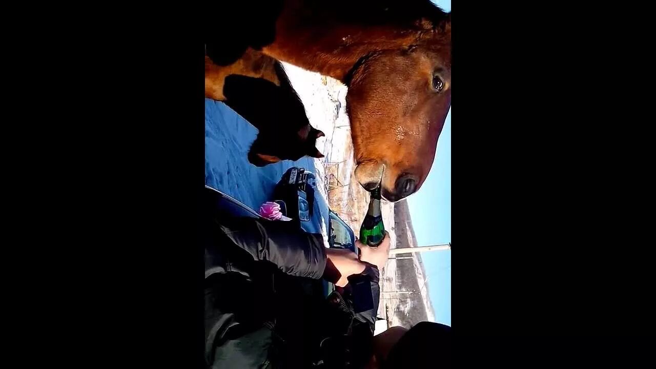 Horse Waterer - Drinking Post Automatic Waterer