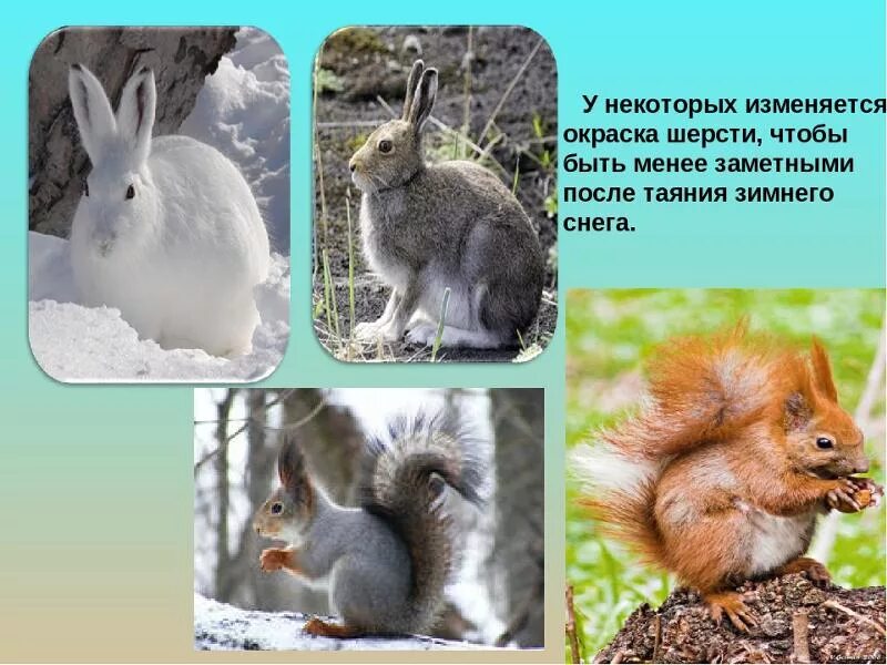 Какое главное различие белки и зайца. Изменения в жизни животных. Сезонная линька у животных. Животные меняющие окраску зимой. Сезонные изменения у животных.