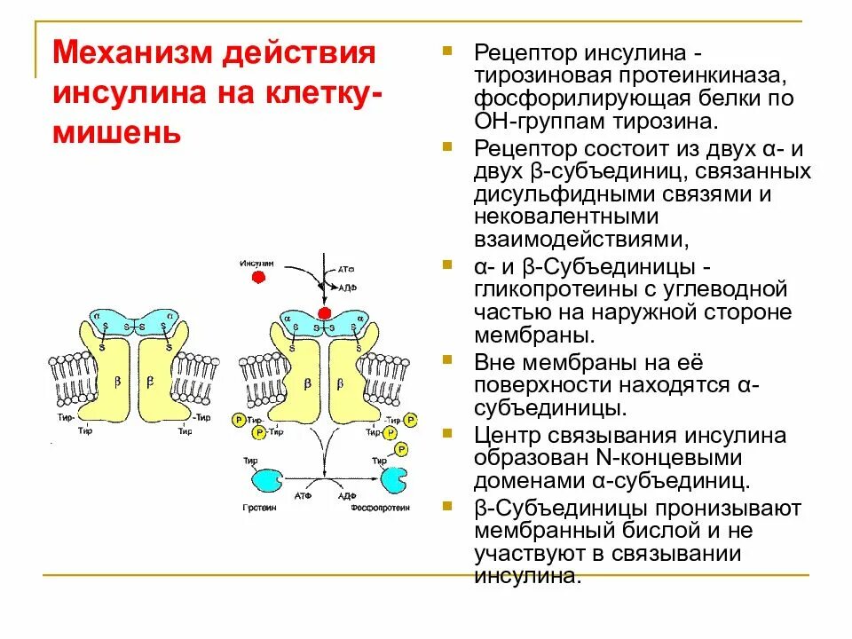 Из чего состоит рецептор. Механизм действия инсулина биохимия схема. инсулин механизм действия биохимия мембранный. строение инсулинового рецептора биохимия. строение рецептора инсулина биохимия.
