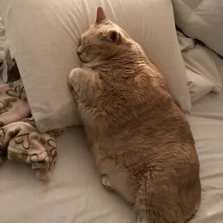 Полный котик