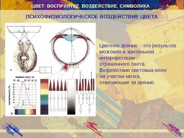 Психофизиологическое восприятие. Психофизиологическое воздействие цвета. Ассоциативное восприятие цвета. Цвет и его влияние на восприятие. Влияние цвета на психофизиологическое состояние личности.