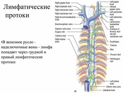 Лимфатические протоки впадают