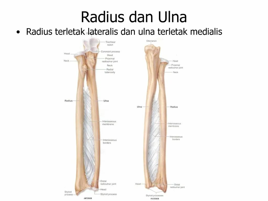 Radius перевод. Incisura ulnaris radii. Radius строение. Модель ракеты в openscad. Kerr black hole formulas.