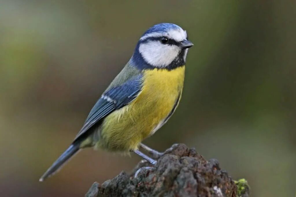 квезаль жако. птица. китайская цисса. чучела белолобого севен бирдс. Seven birds.