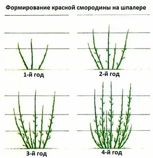 Как обрезать смородину на зиму