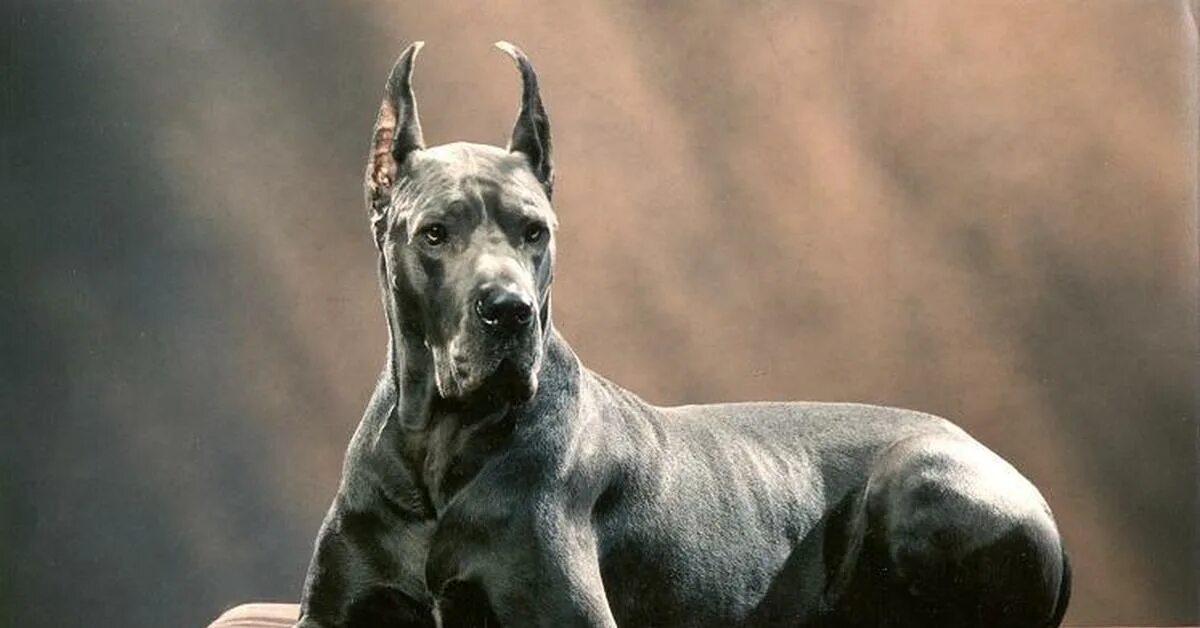 Королевский дог голубого окраса. Королевский дог купированный. Сер догу. Голубой немецкий королевский дог. Немецкий дог серый.