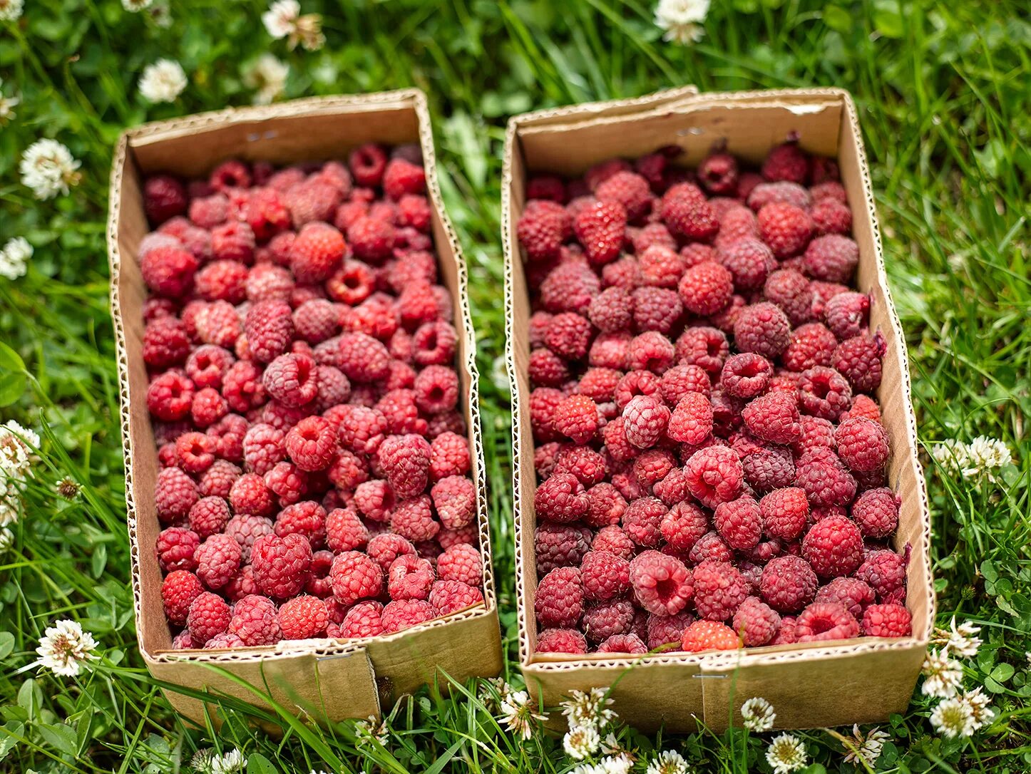 Стихотворение пра мадину. Малинки имбирные пряники. Малинки переделки. Кофта с узором малинка. Малинки переделки.