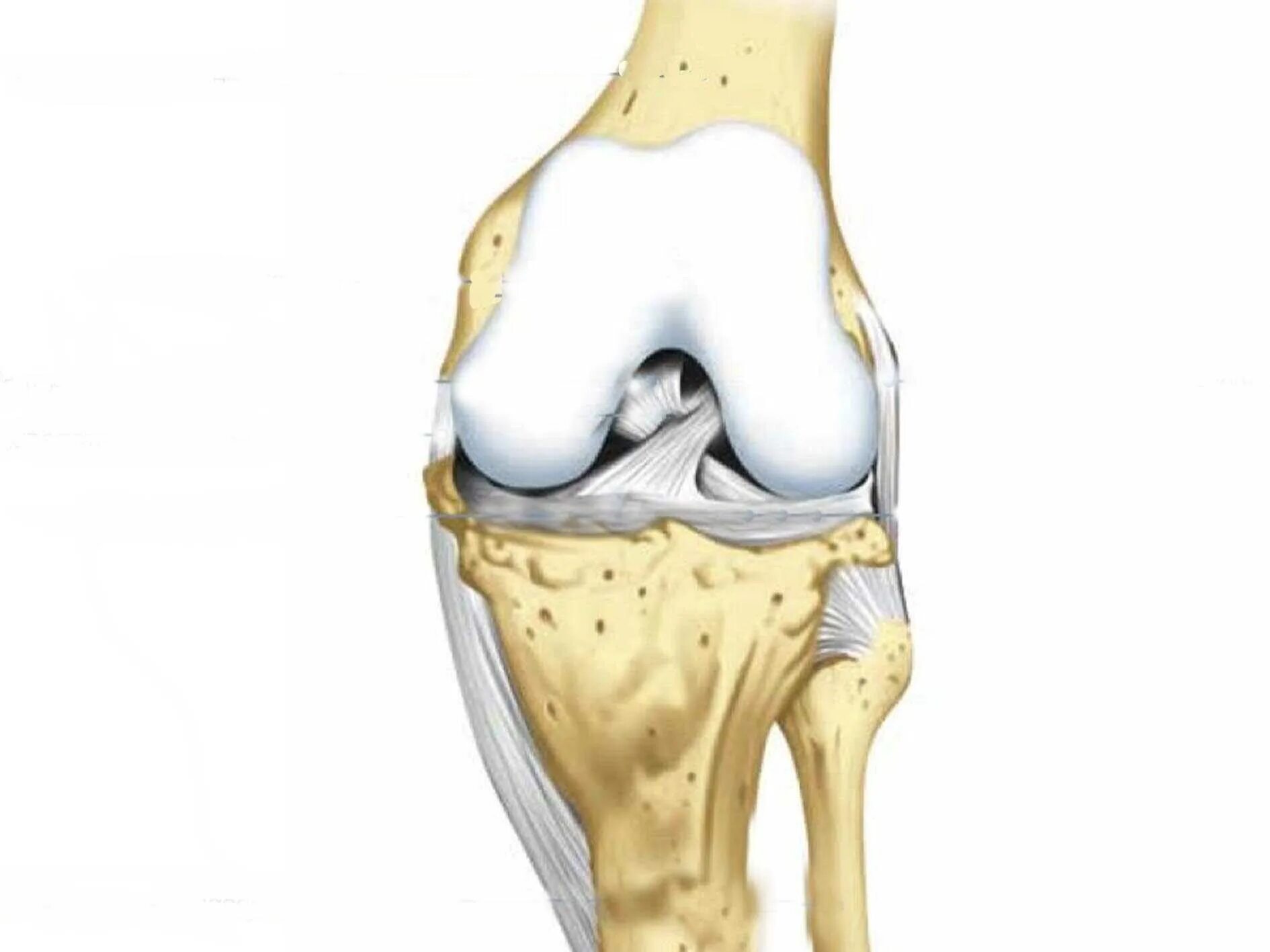 Анатомия коленного сустава мыщелки. Строение коленного сустава. (Кости, связки, мыщелки). Строение коленного сустава мыщелки. Анатомия бедренной кости и коленного сустава. Связи коленного сустава