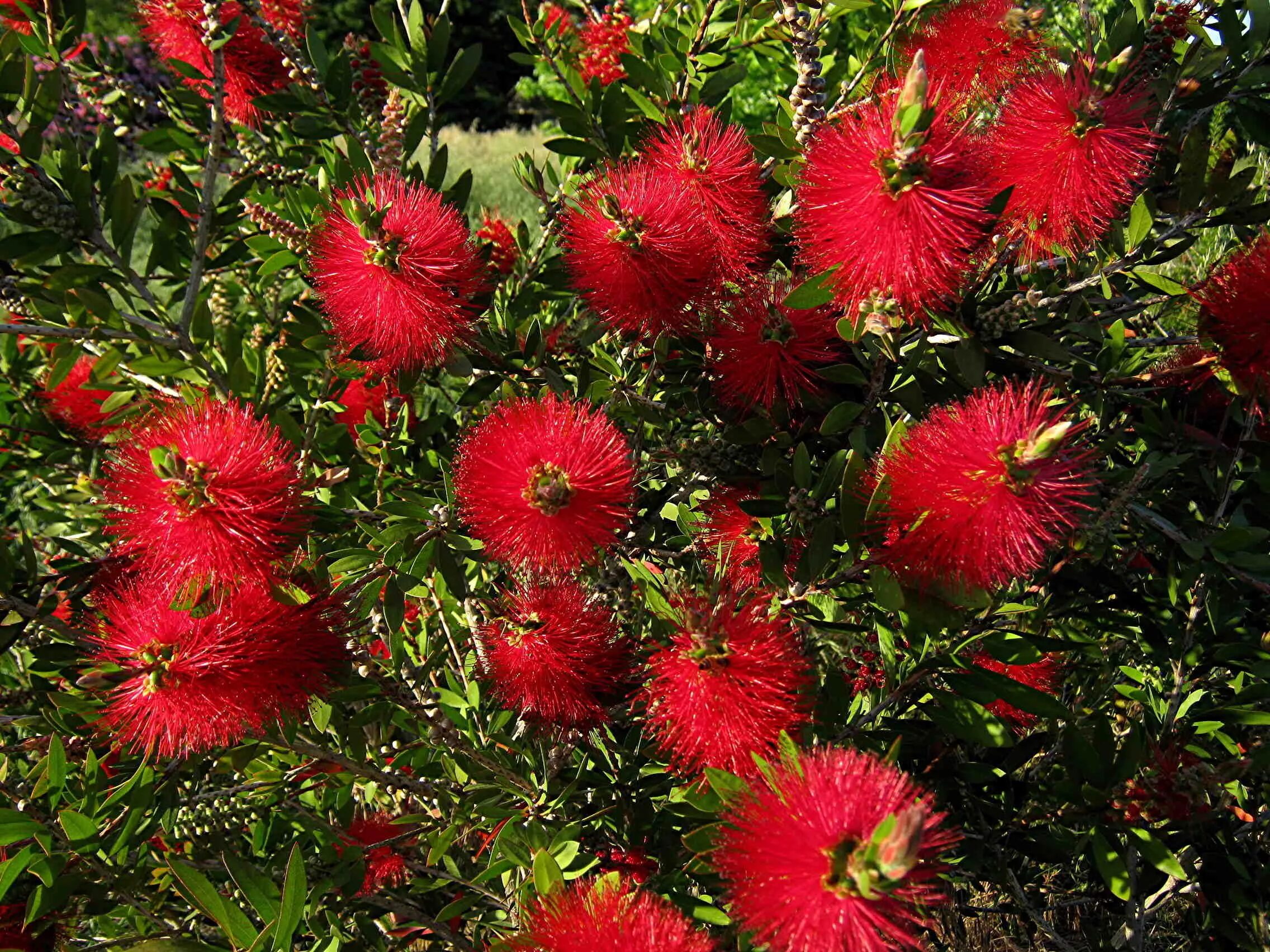 Callistemon citrinus splendens. Каллистемон цветок. Каллистемон красивотычинник. Каллистемон ивовый. Каллистемон кустарник.