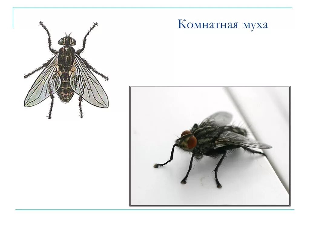 Мухи какие крылья. Комнатная муха. крылья мухи. муха комнатная крылья. анатомия мухи.