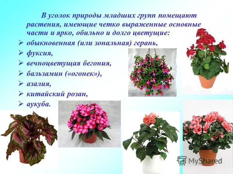 комнатные растения разрешенные в детском саду. комнатные растения средняя группа. полезные комнатные цветы. комнатные растения. комнатные растения в уголке природы.