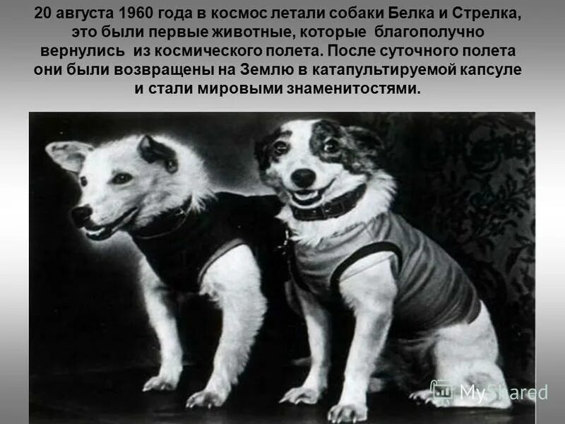 Когда полетели белка и стрелка. Белка и стрелка в космосе. Легендарные космонавты белка и стрелка, 1960 год. Полет в космос собак белки и стрелки. Белка и стрелка в космосе.