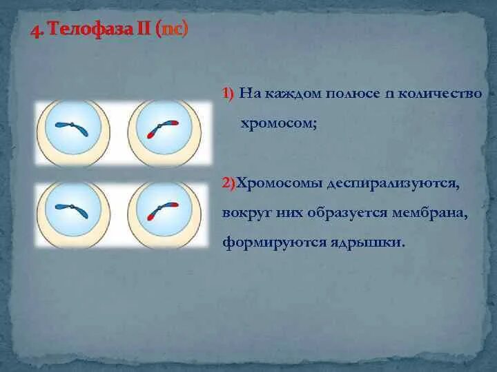 Число хромосом в телофазе митоза. Телофаза митоза набор хромосом. число хромосом в телофазе.