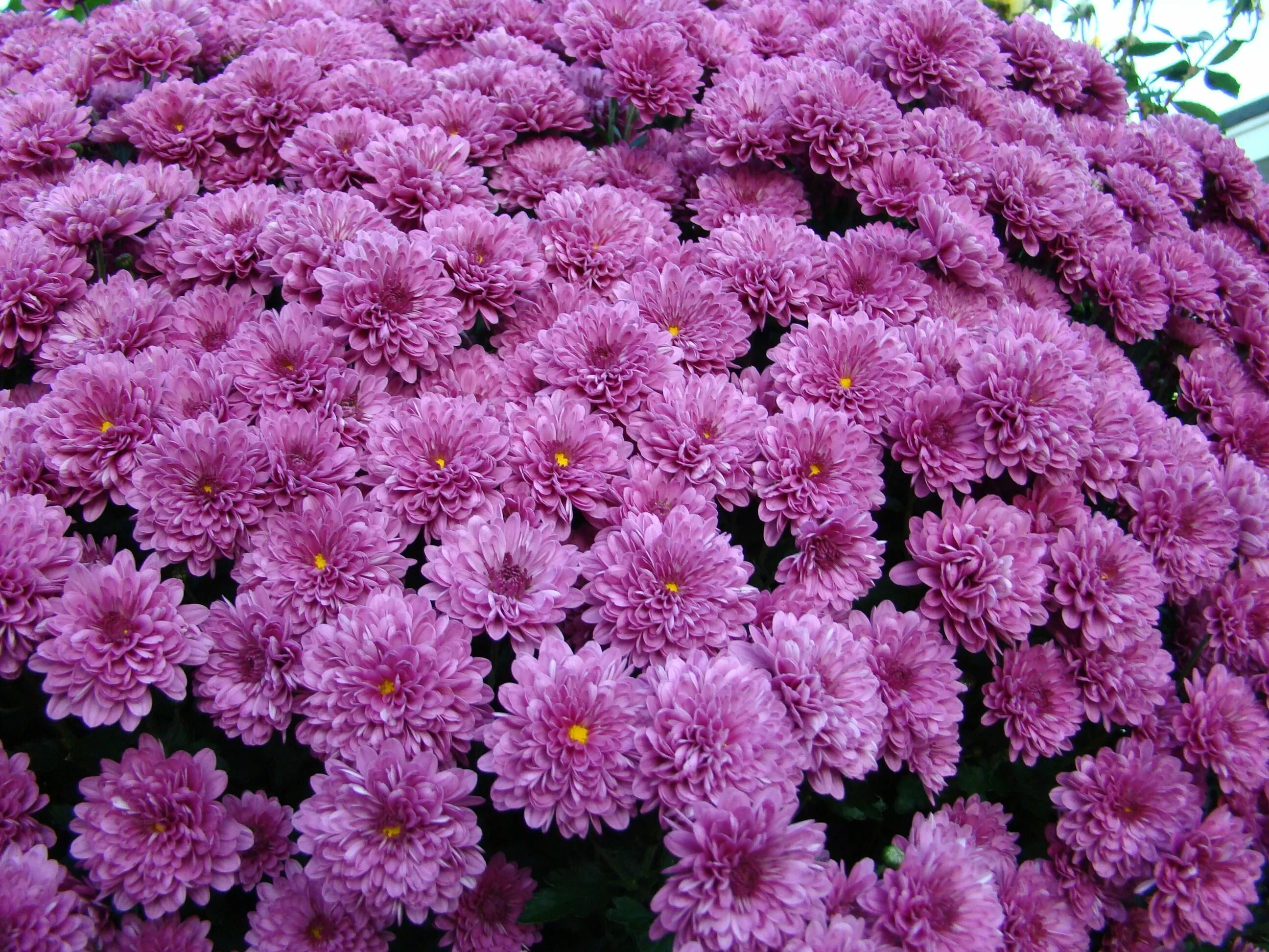 Mums flowers. Хризантема Гилберт Пурпл. Хризантема Branbeach Lilac. Хризантема Пурпл Фловер. Хризантема Бранбич Лилак.