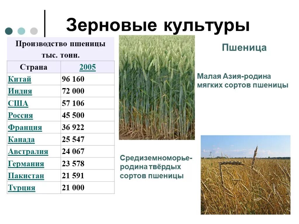 Зерновые культуры. Основные зерновые культуры. Название зерновых культур. Зерновые культуры таблица. Крупные производители технических культур