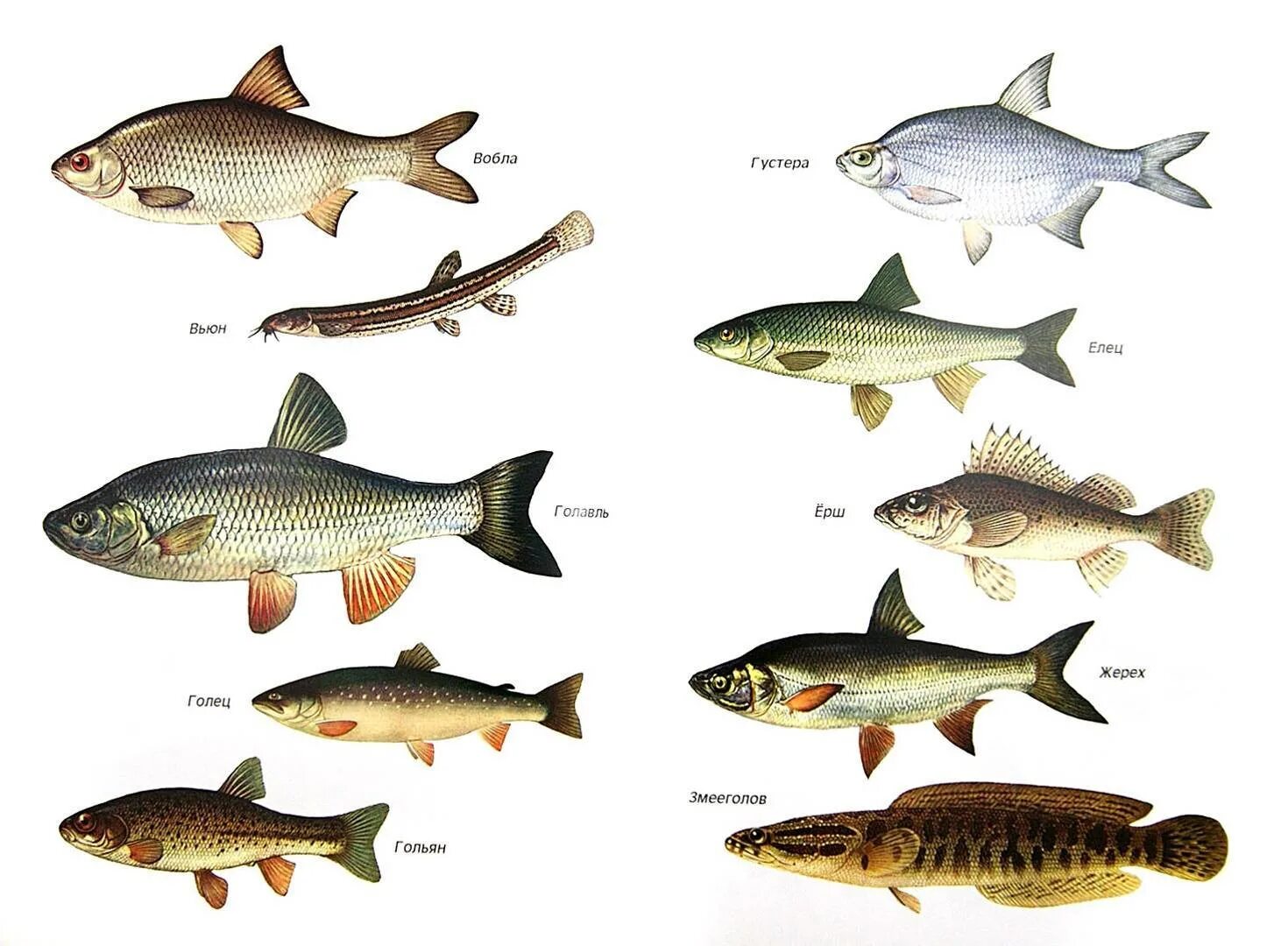 Рыба различие. Язь жерех голавль. Голавль , язь , жерех, плотва. Язь голавль жерех отличия. Плотва язь голавль.