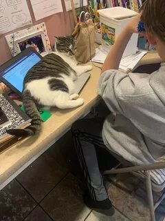 Работа котове