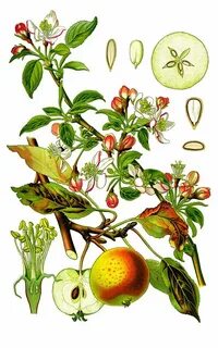 Класс растения яблони