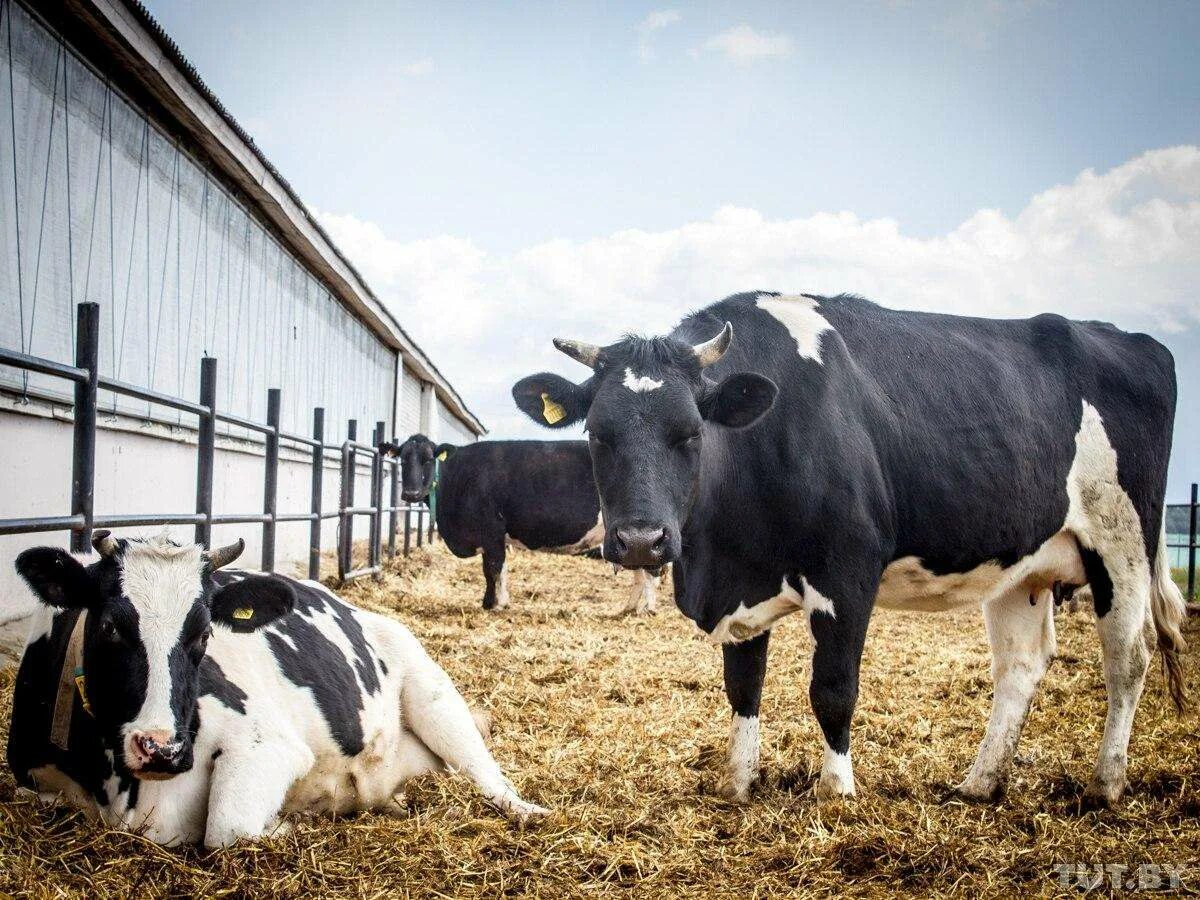 фермы в белоруссии. калужская область барятинский район животноводческий комплекс. синкевичи беларусь ферма. фермы беларуси. животноводческий комплекс.