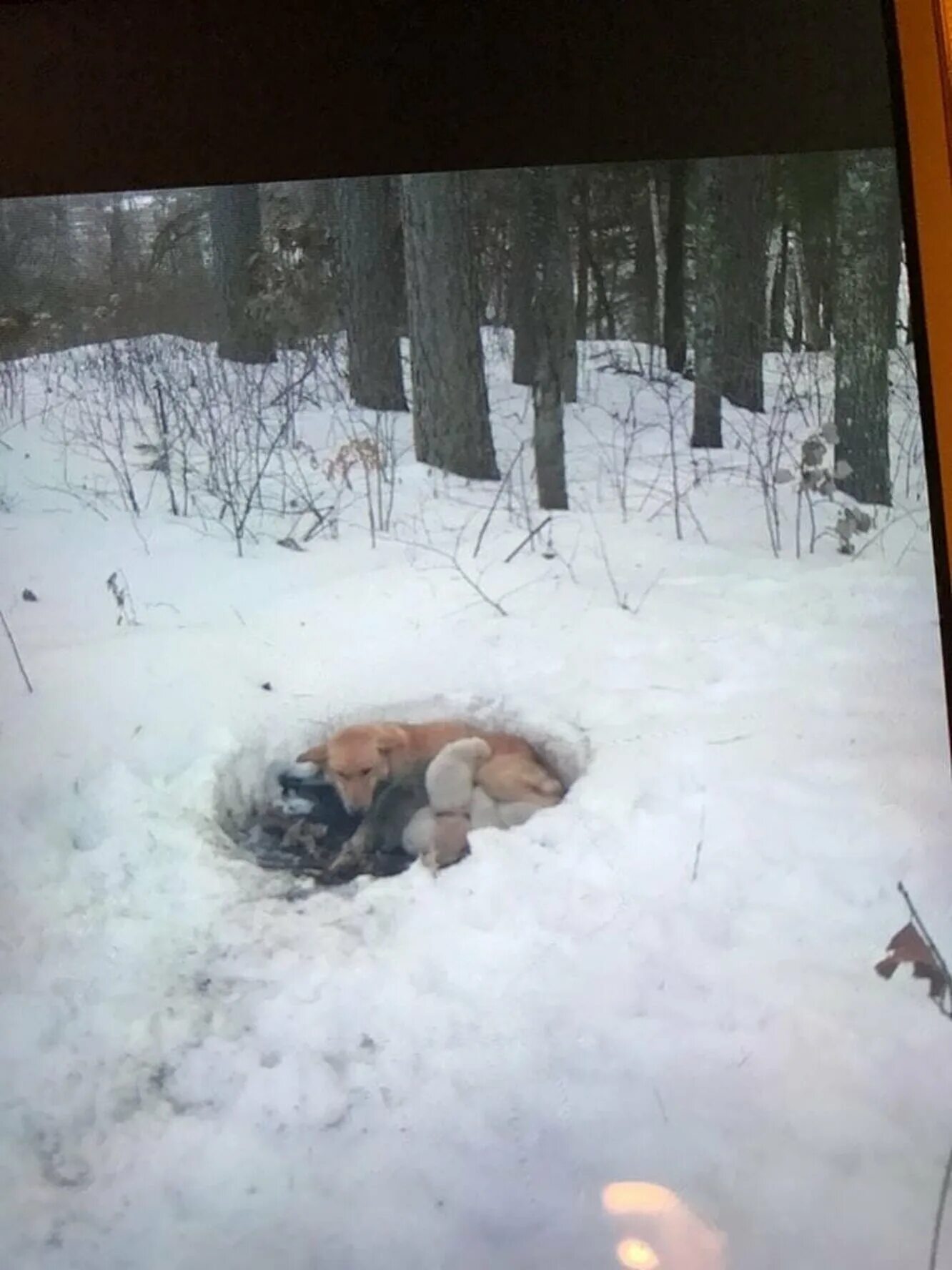 Собака замерзла в снегу. Собака в сугробе. Замерзла в сугробе