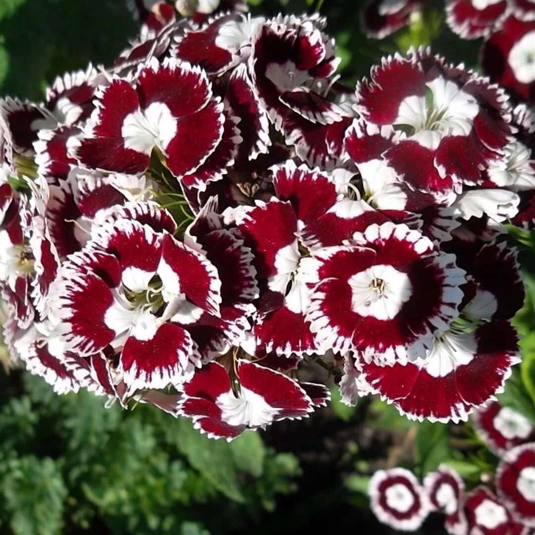 Турецкие гвоздики посадка и уход. Гвоздика бородатая - Dianthus barbatus. Гвоздика Садовая турецкая. Гвоздика турецкая Блэк черри. Цветы турецкая гвоздика.