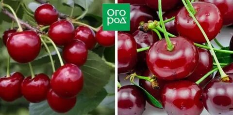 Вишня для подмосковья устойчивая к болезням