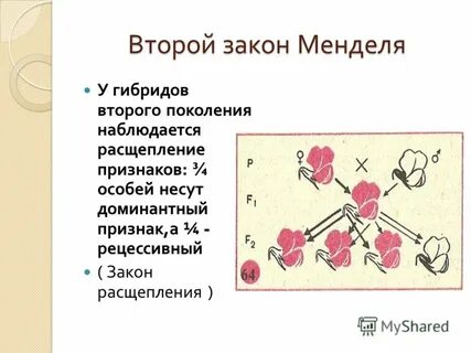 Первый второй закон г менделя