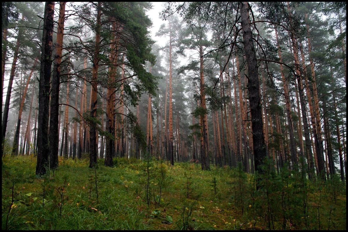 Сосновые леса в луге. Хвойный лес Брянской области. Сосновый лес Лузино. Сосновый лес в районе Павловска. Нескучненский лес.