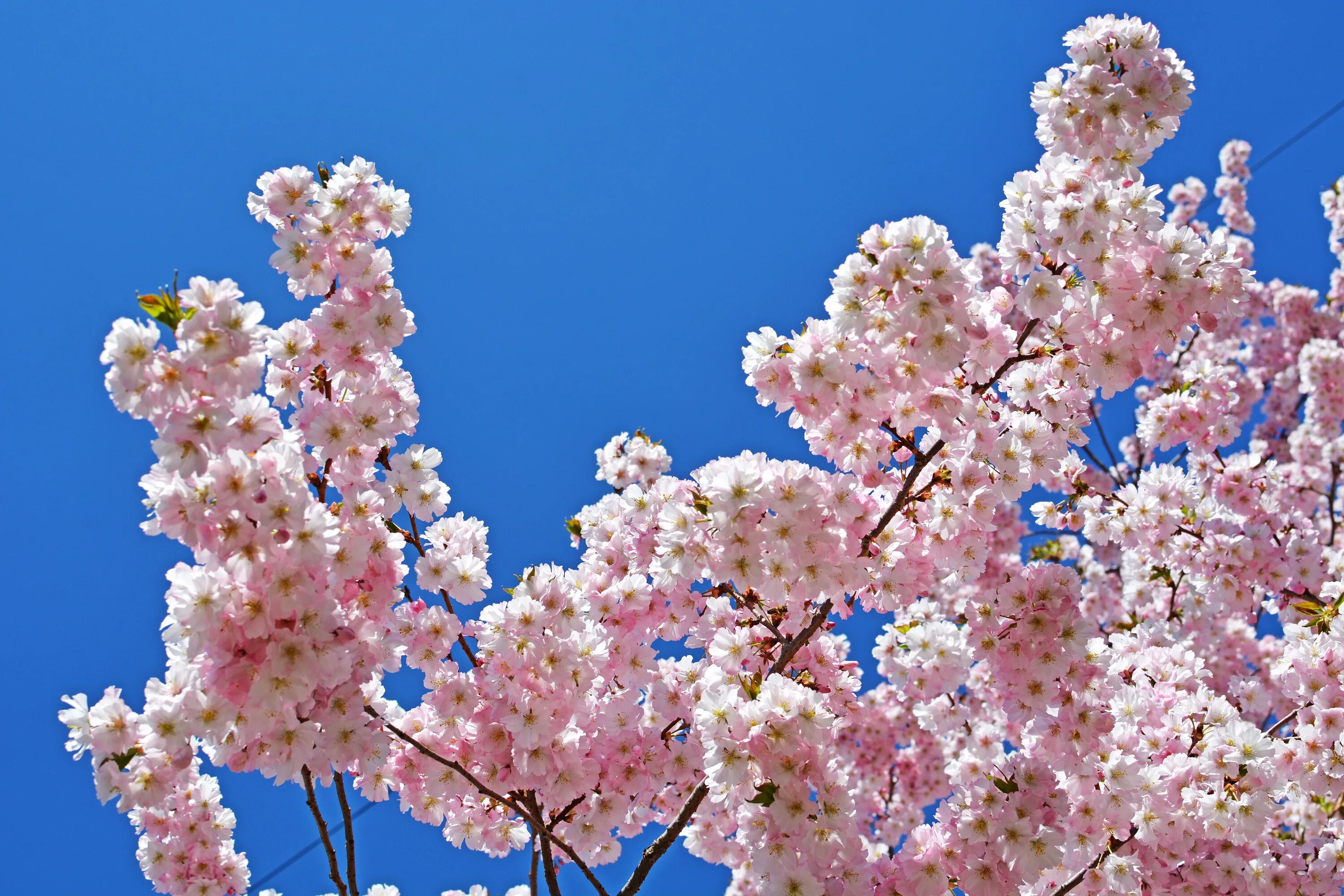 Яблоня черри блоссом. Сирень и Сакура. Весеннее дерево. Blossom цветы