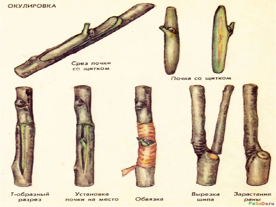 Размножение глазком. Прививка растений окулировка копулировка. Вегетативное размножение прививкой почкой. Прививка яблони окулировкой. Окулировки глазком в приклад.