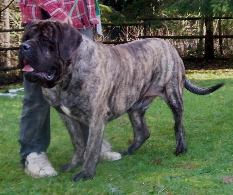 List of mastiff type breeds