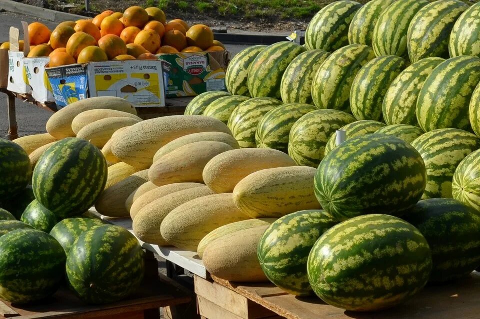 Тик-так арбуз т24. Бахчи соль илецк. Сколько стоит арбуз. Арбузное поле бахча. Семена арбуз шуга бейби.