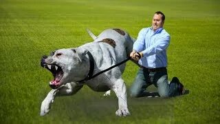 Сперматозоидтар мысықтан ағып жатыр