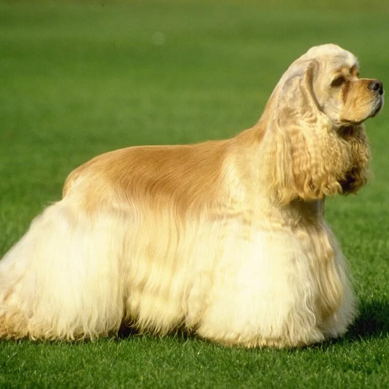 Английский кокер-спаниель. Шерсть спаниеля. Шерсть спаниеля. Американскийк кокер спаниель. Американский кокер спаниель.