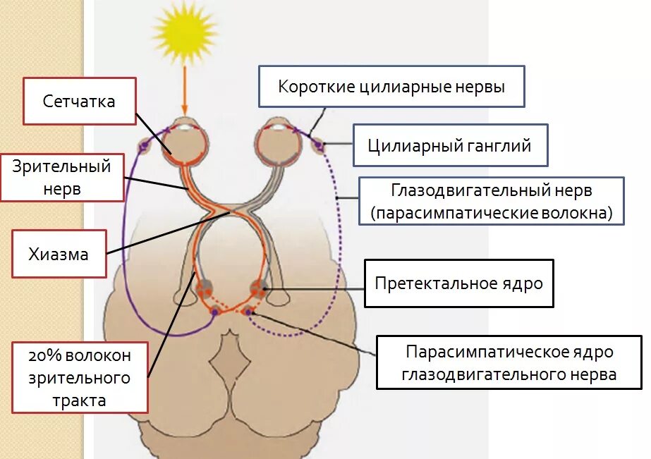 Рефлекторная дуга зрительного анализатора. Схема зрительного рефлекса. Схема рефлекторной дуги зрачкового рефлекса. Рефлекторная дуга зрительного анализатора. Физиология зрительного анализатора зрительный нервы.