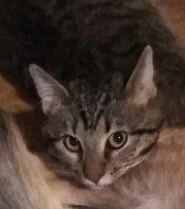 Коты иг