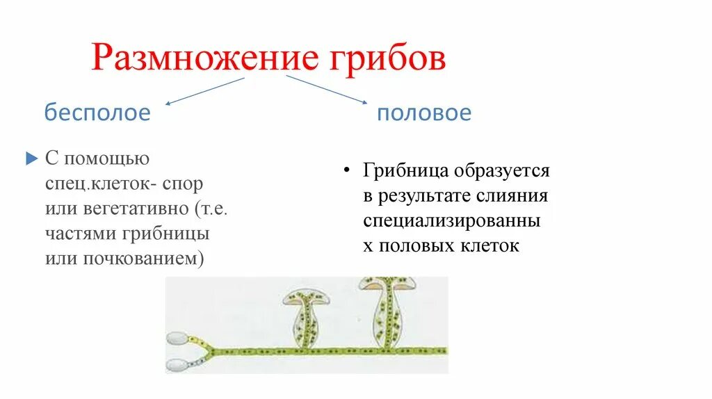 Споры полового размножения грибов. Схема способы размножения грибов. Вегетативное размножение грибов схема. Схема размножения низших грибов. Примеры полового размножения грибов.