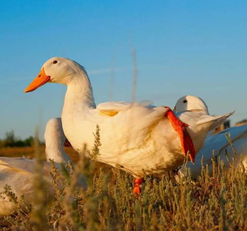 Гусь лебедь селезень. Утка размером с гуся. Гусь гусыня утка и селезень. Утята и гусята. Гусь весит.